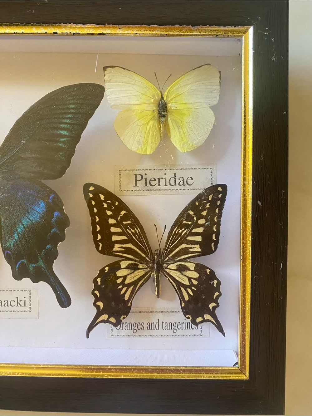 Framed Multi-Butterfly Specimens Shadow Box Wall - Picture 2 of 6